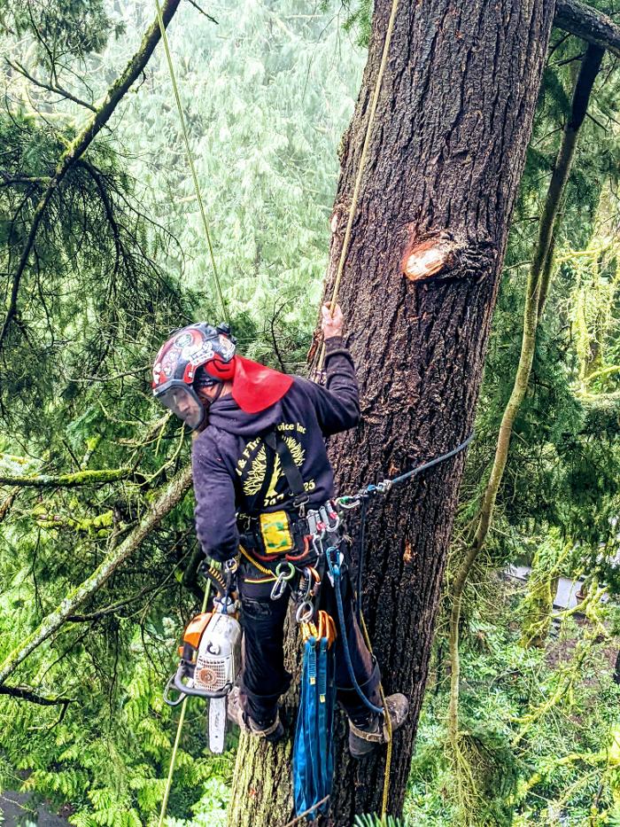 CLOSED - ALL ABOUT TREES LLC - Hillsboro, OR