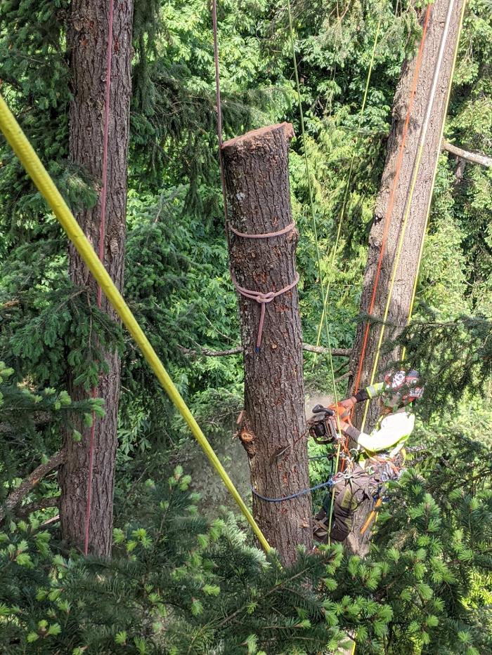 CLOSED - ALL ABOUT TREES LLC - Hillsboro, OR