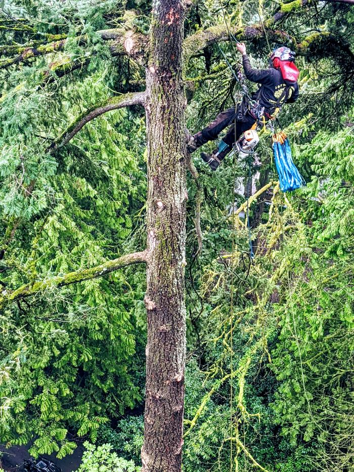 CLOSED - ALL ABOUT TREES LLC - Hillsboro, OR