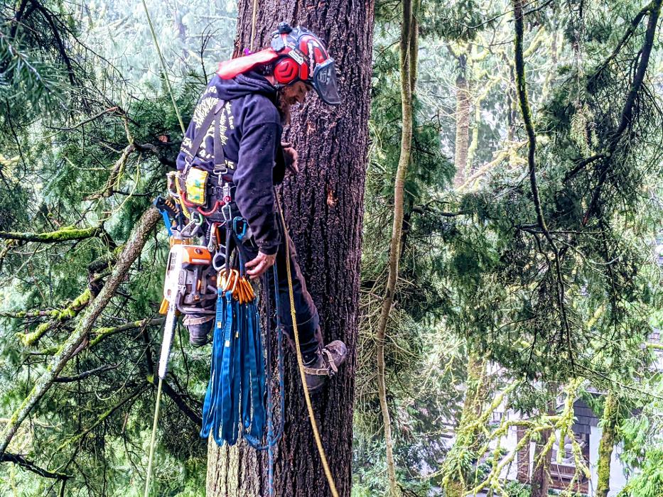 CLOSED - ALL ABOUT TREES LLC - Hillsboro, OR
