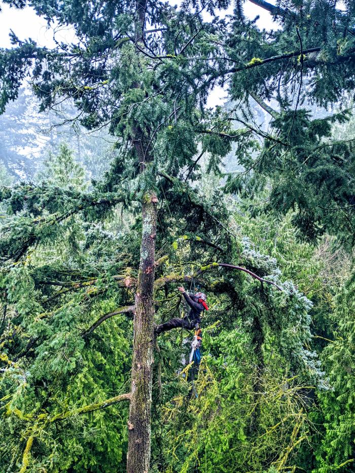 CLOSED - ALL ABOUT TREES LLC - Hillsboro, OR