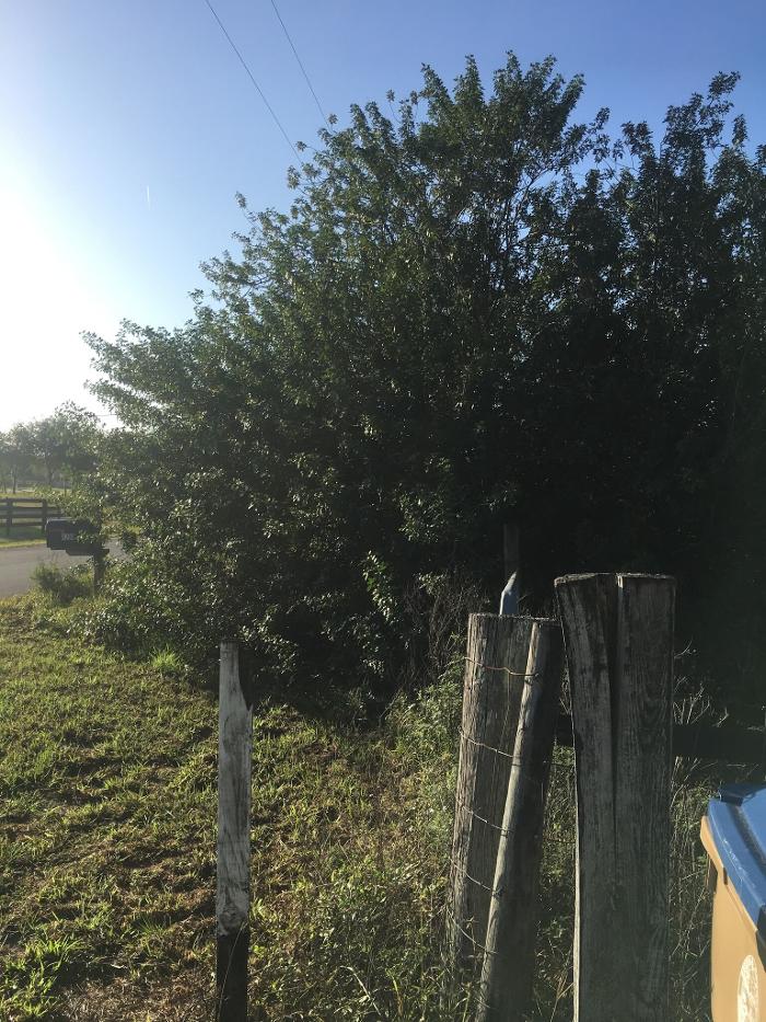 Double H Forestry - Saint Cloud, FL