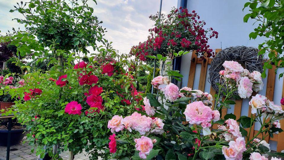 Weltgarten Suppan | Pflanzenhandel | Blumendekoration | Innenraumbegrünung, Dörfla in Dörfla