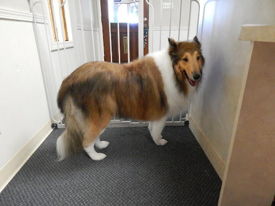 Rocklin Pet Spa - Rocklin, CA