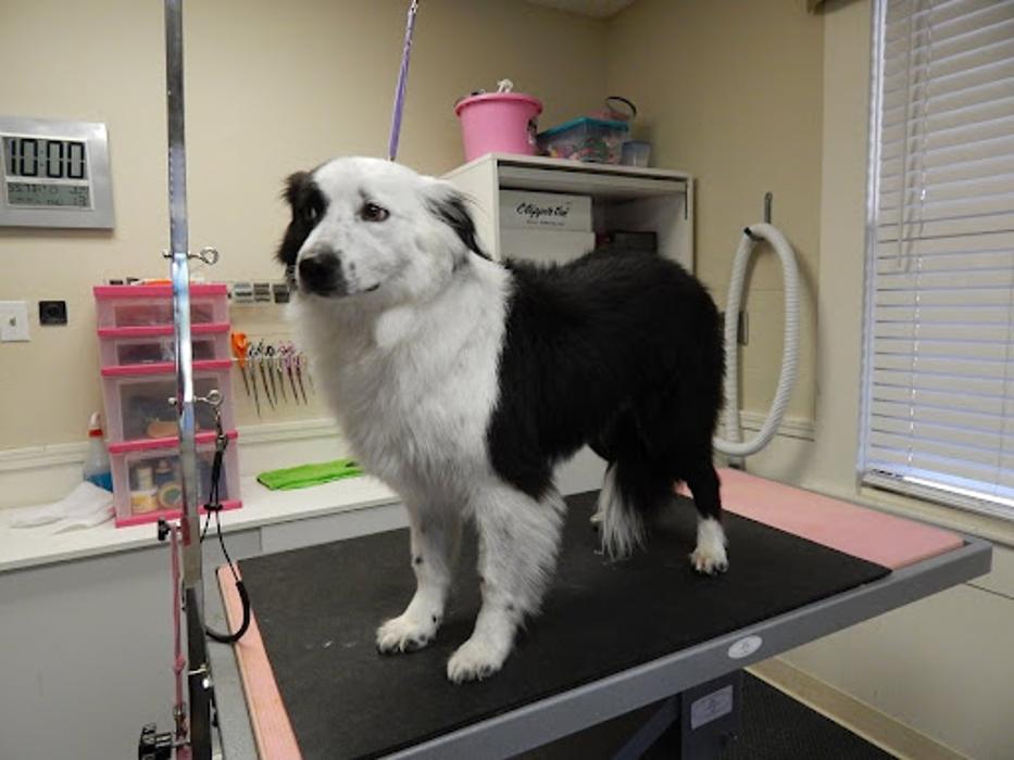 Rocklin Pet Spa - Rocklin, CA