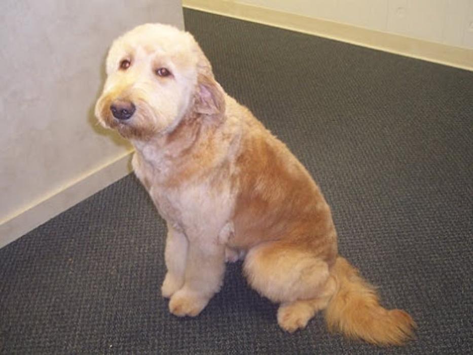 Rocklin Pet Spa - Rocklin, CA