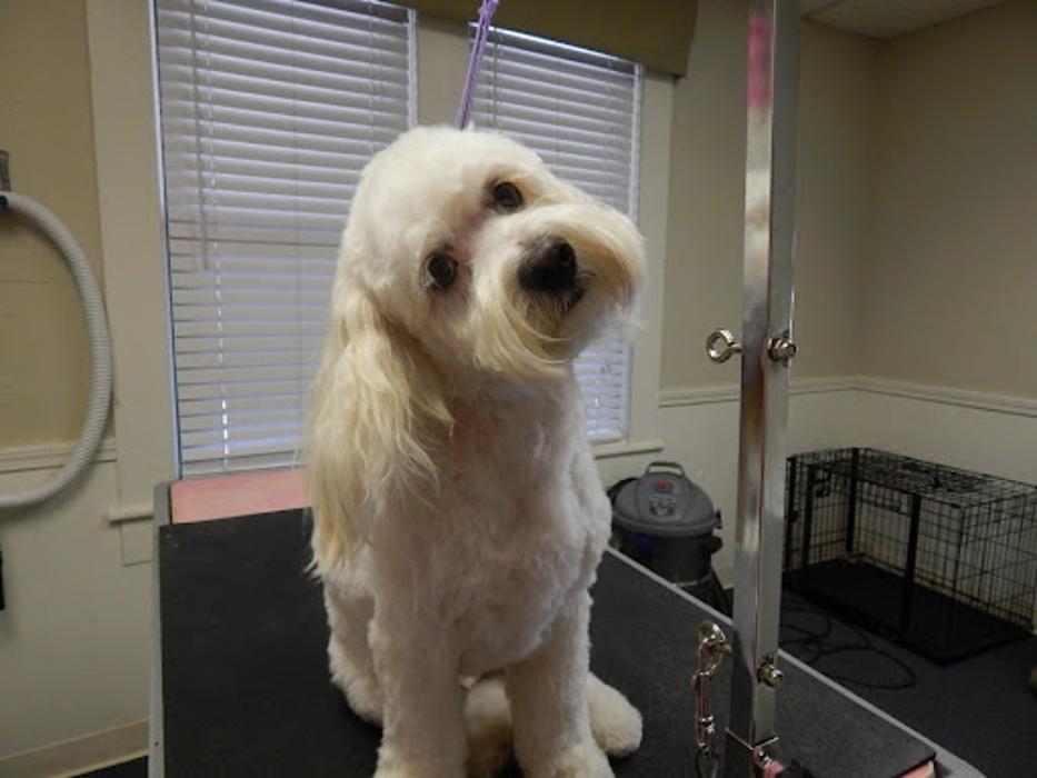 Rocklin Pet Spa - Rocklin, CA