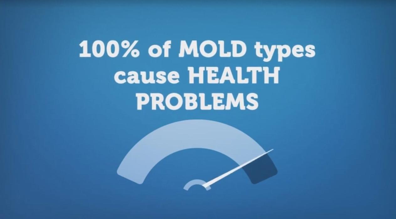 Mold Busters Ogden - Ogden, UT