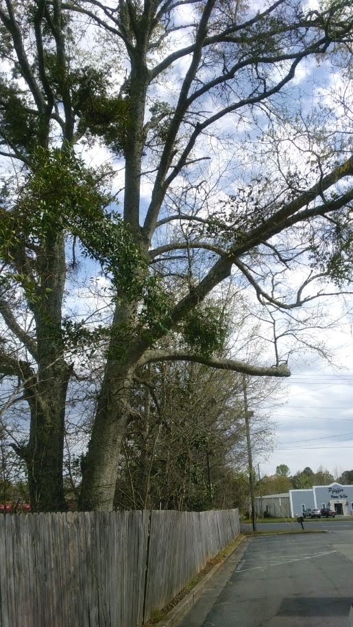 Coastal Tree and Landscaping Services Image