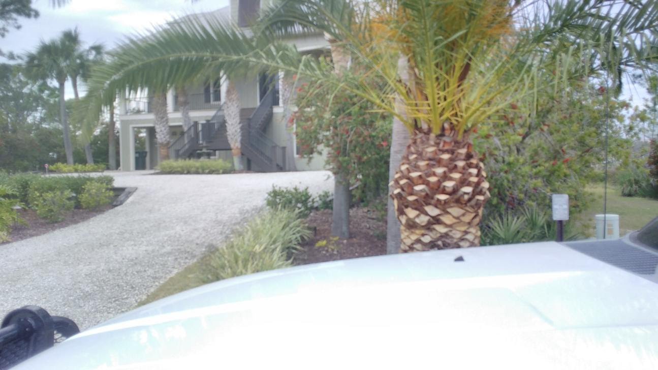 Coastal Tree and Landscaping Services Logo