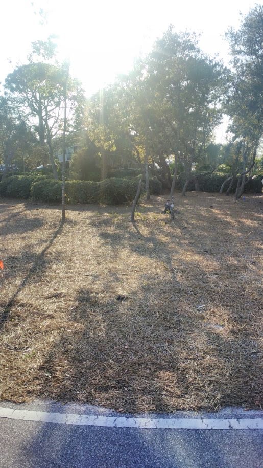 Coastal Tree and Landscaping Services Image