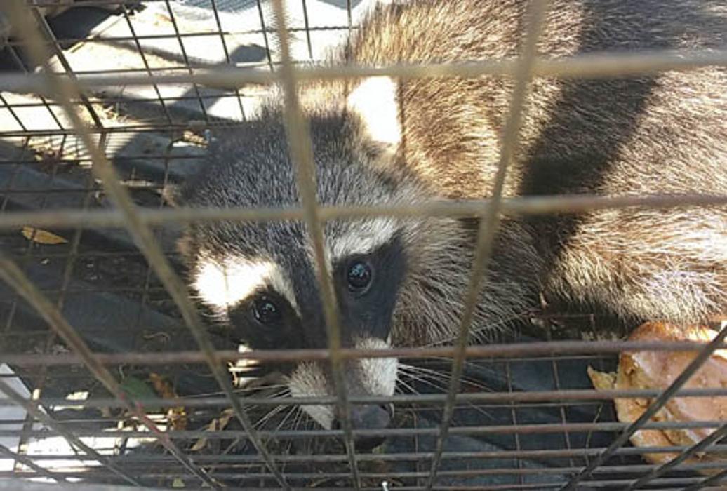 Complete Animal Removal - Franklin, TN