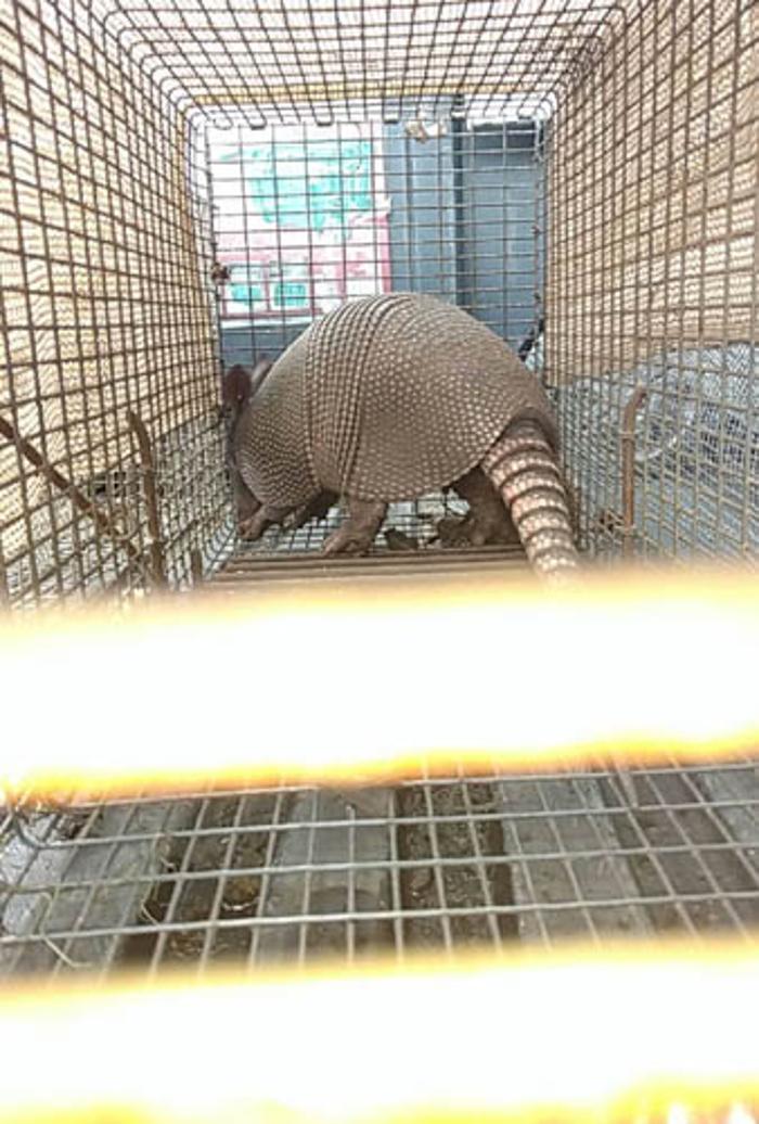 Complete Animal Removal - Franklin, TN