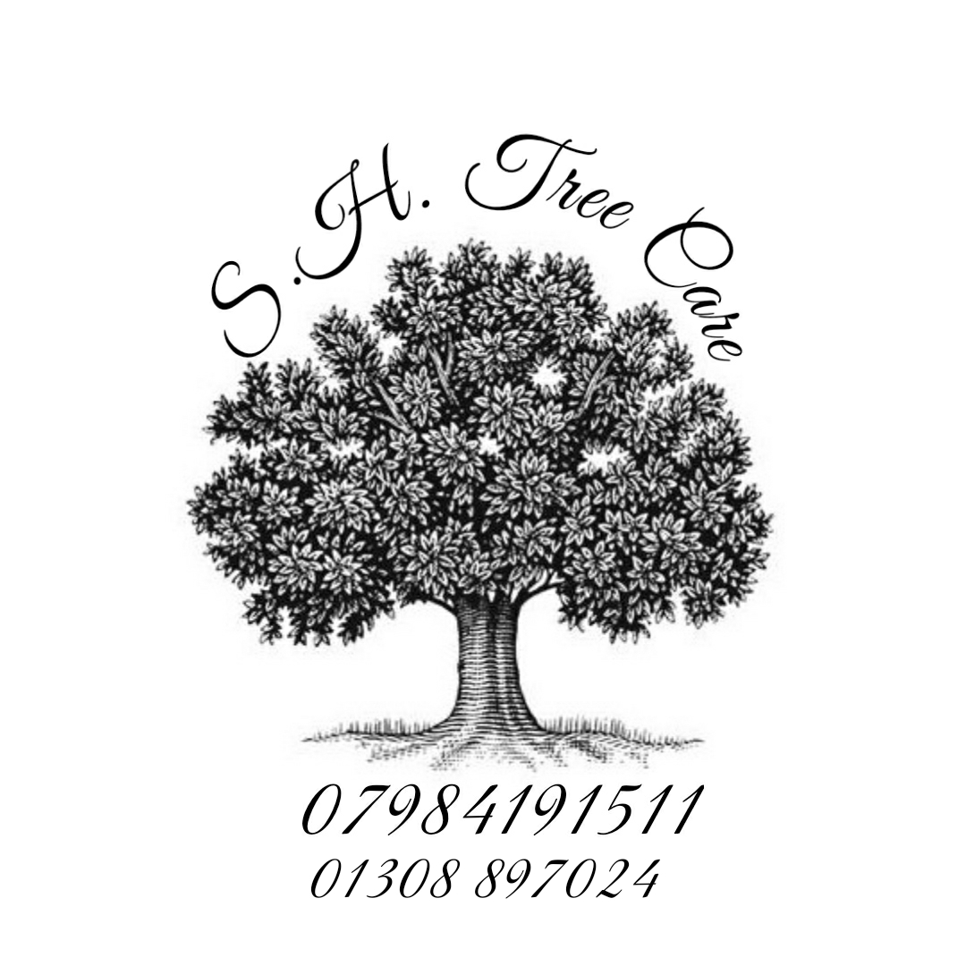 S.H. Tree Care Dorchester 01308 897024