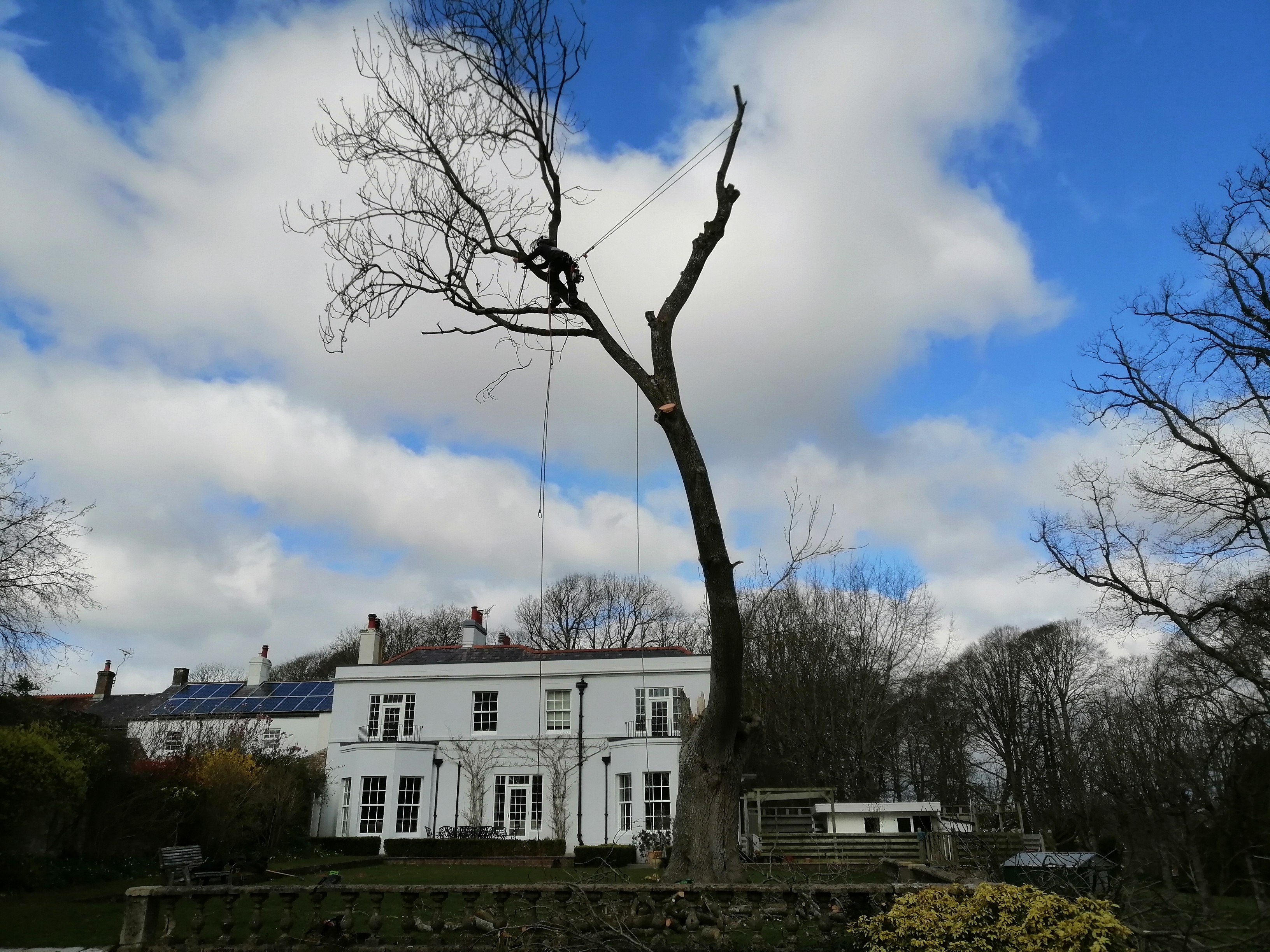 S.H. Tree Care Dorchester 01308 897024