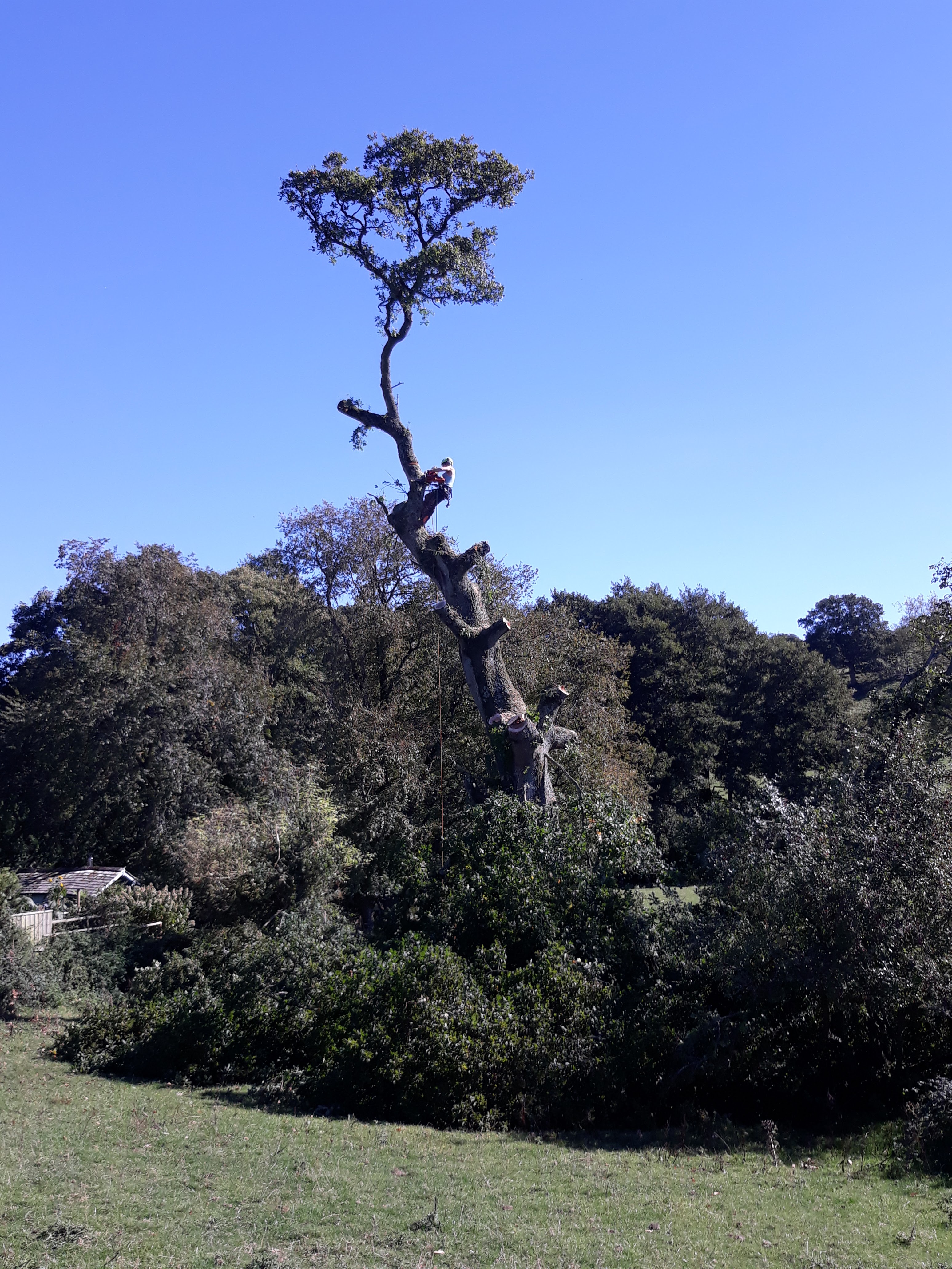 S.H. Tree Care Dorchester 01308 897024