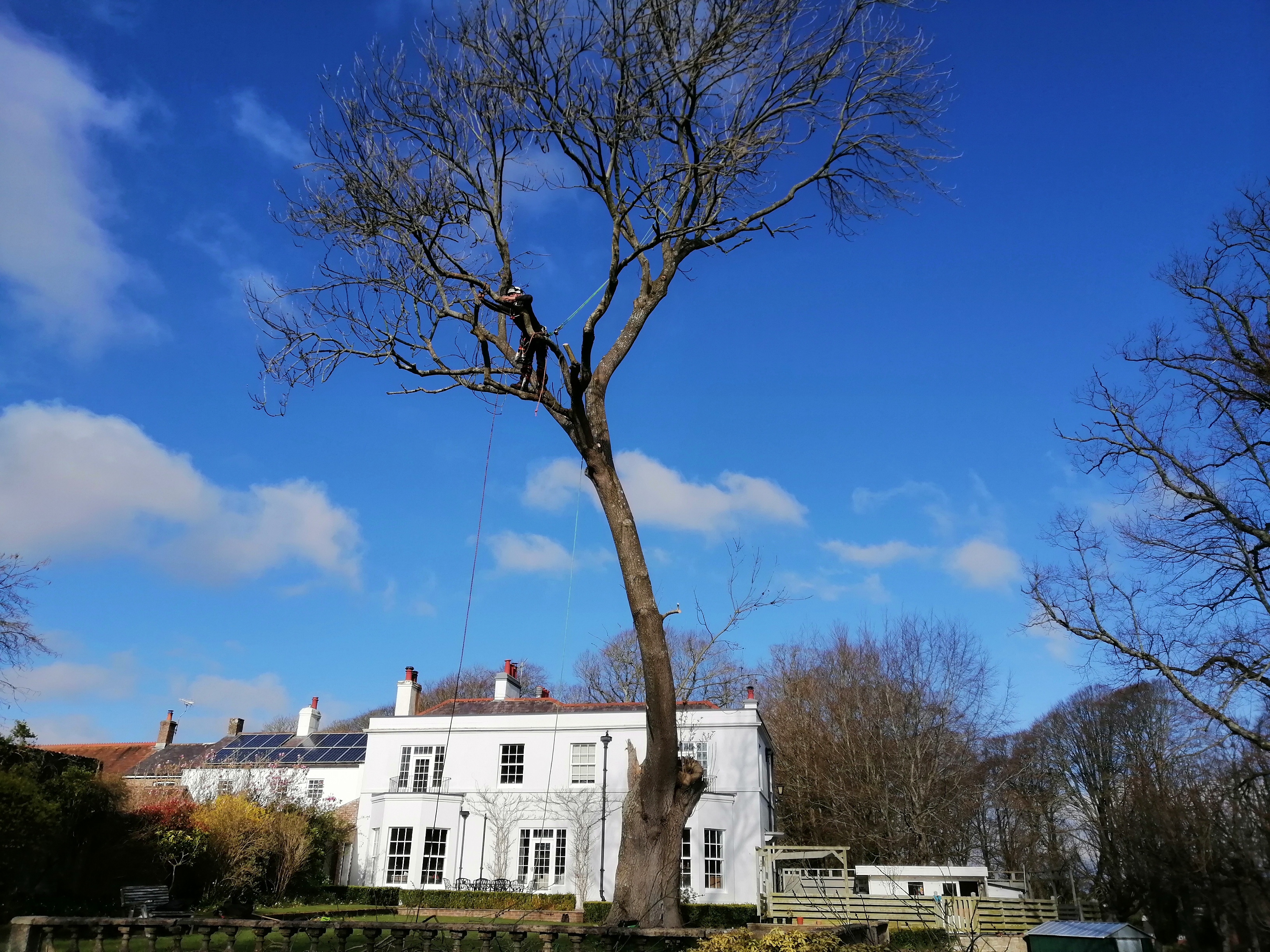 S.H. Tree Care Dorchester 01308 897024