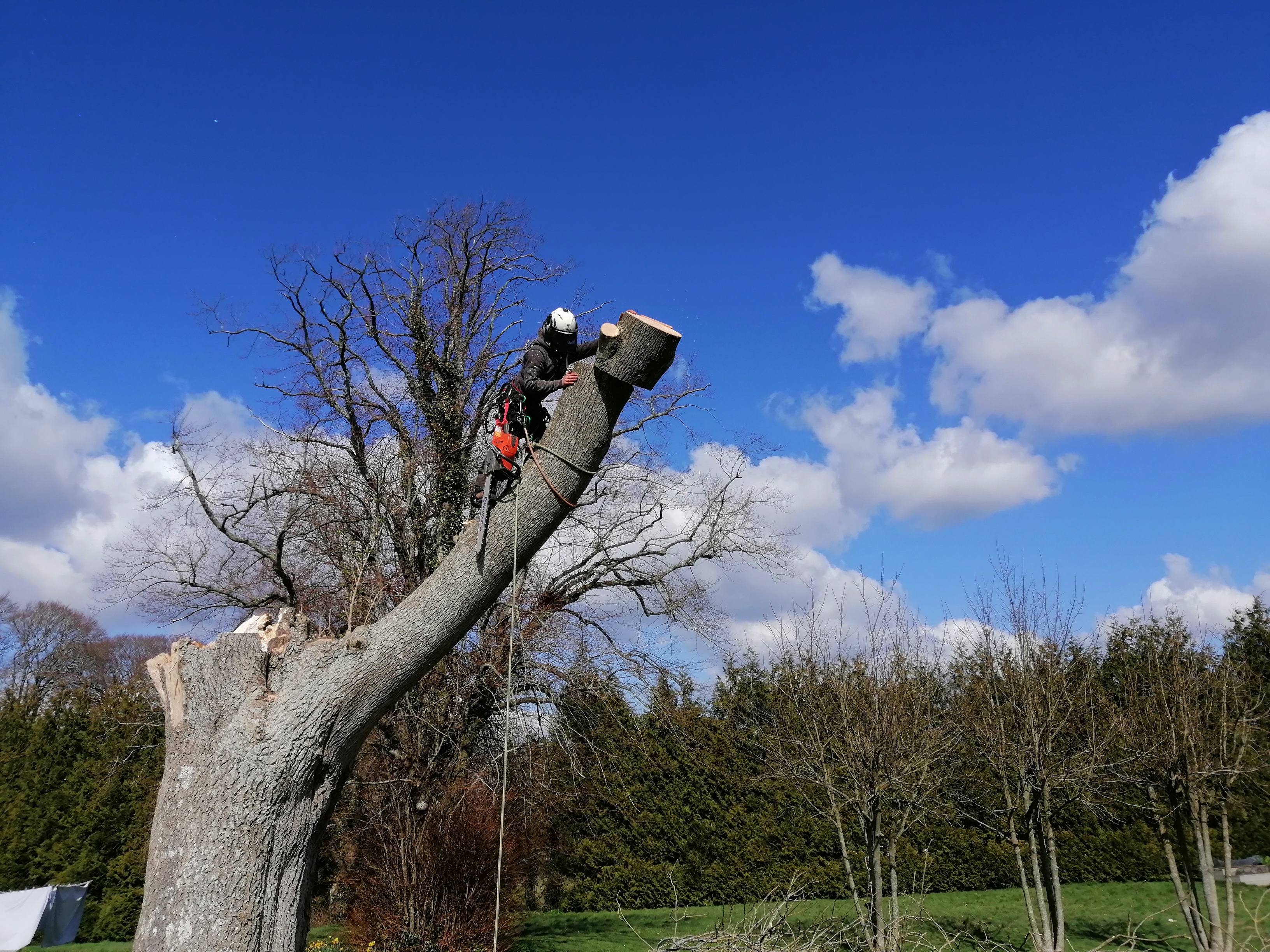 S.H. Tree Care Dorchester 01308 897024