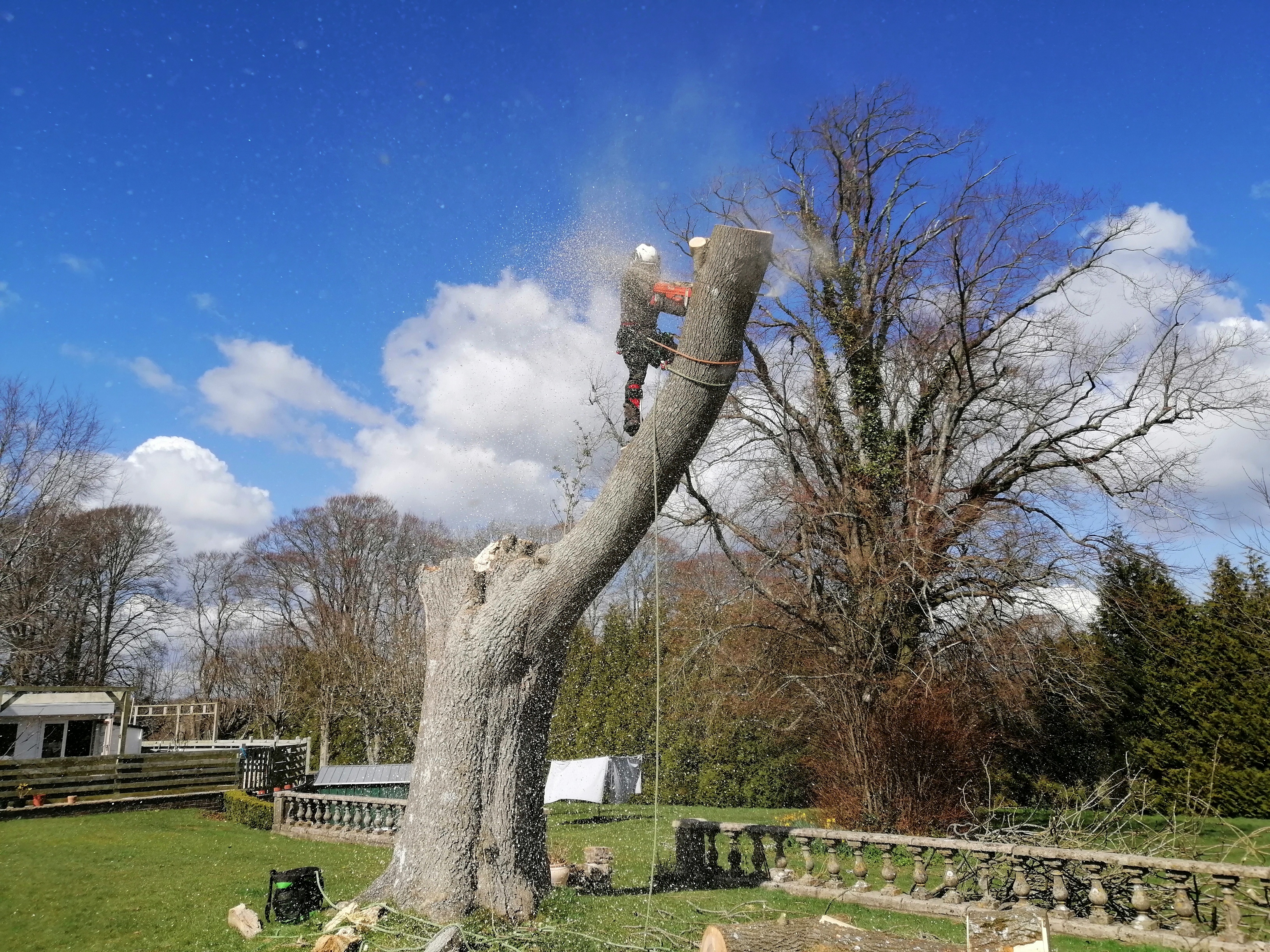 S.H. Tree Care Dorchester 01308 897024