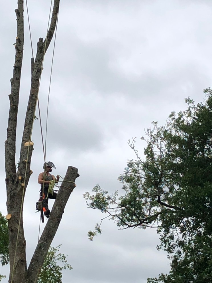 S.H. Tree Care Dorchester 01308 897024