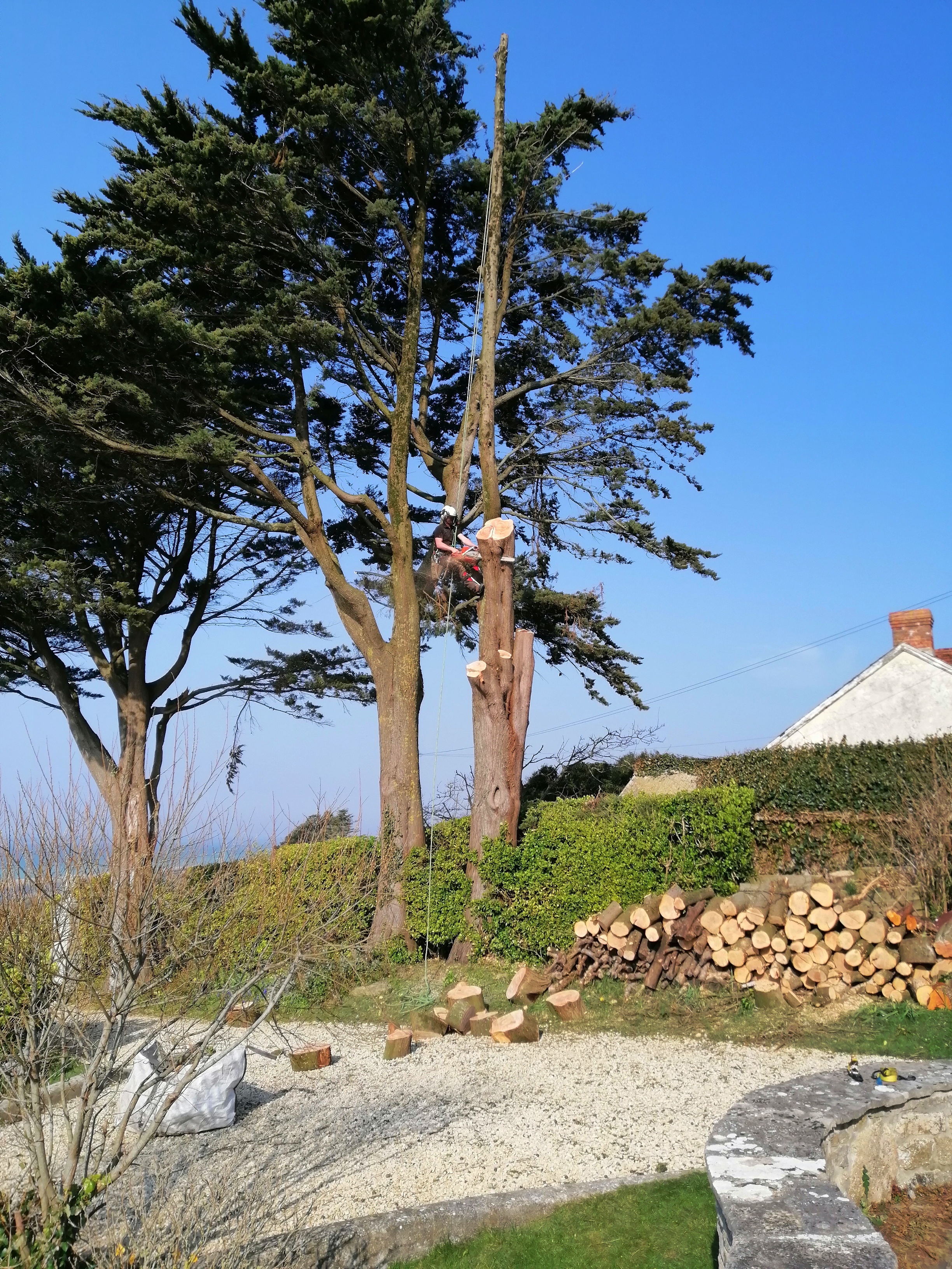 S.H. Tree Care Dorchester 01308 897024