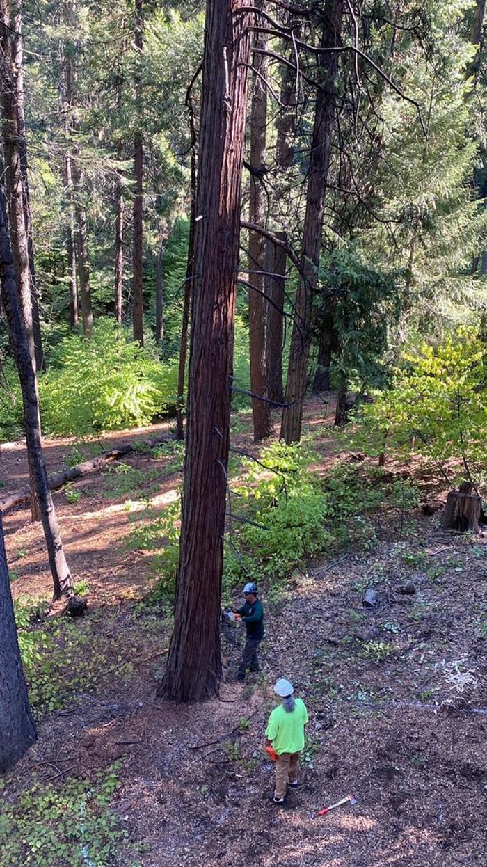 HV Tree Care - Placerville, CA