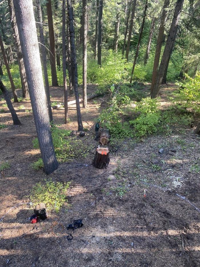HV Tree Care - Placerville, CA