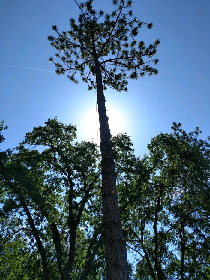 HV Tree Care - Placerville, CA