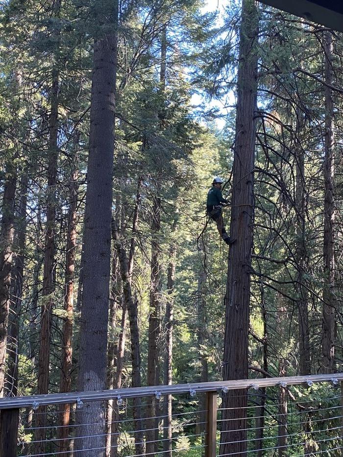 HV Tree Care - Placerville, CA