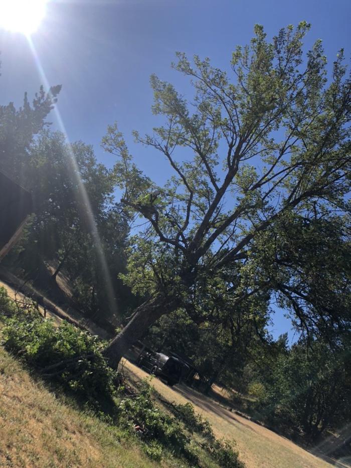 HV Tree Care - Placerville, CA