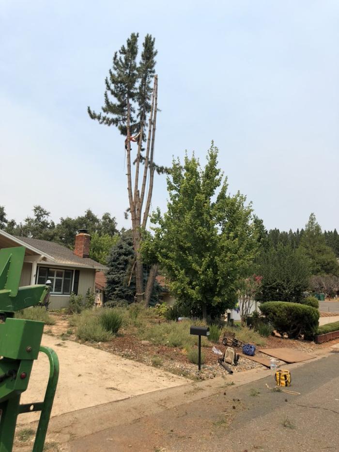 HV Tree Care - Placerville, CA