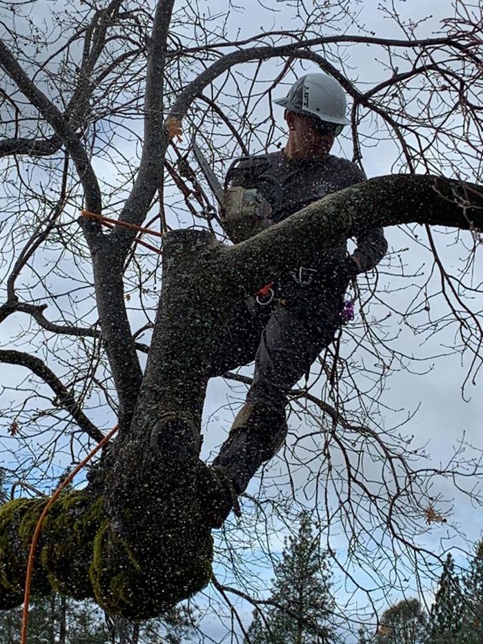 HV Tree Care - Placerville, CA
