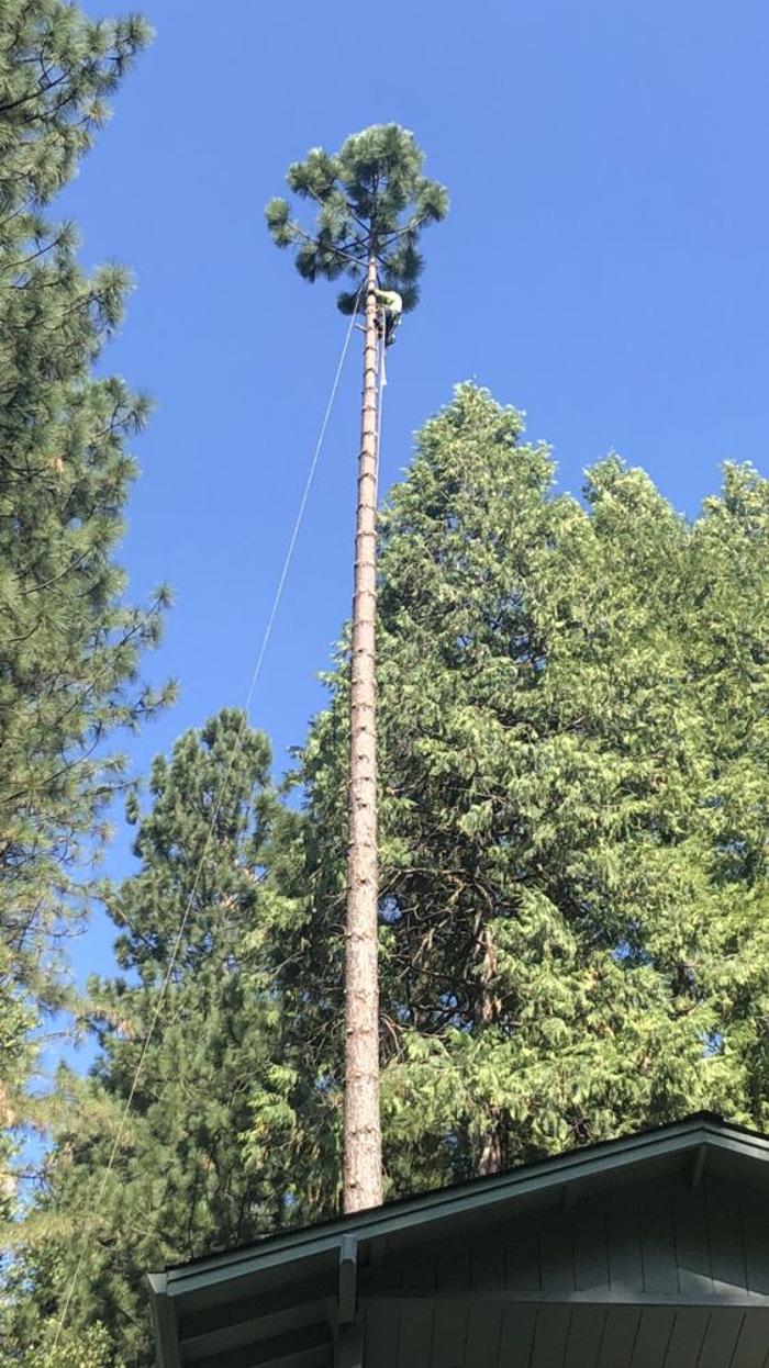 HV Tree Care - Placerville, CA