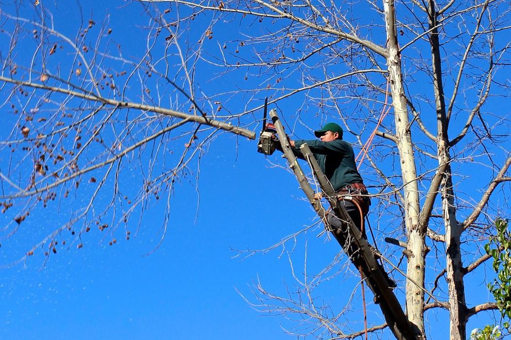 Bolins Tree Service - Benton Harbor, MI