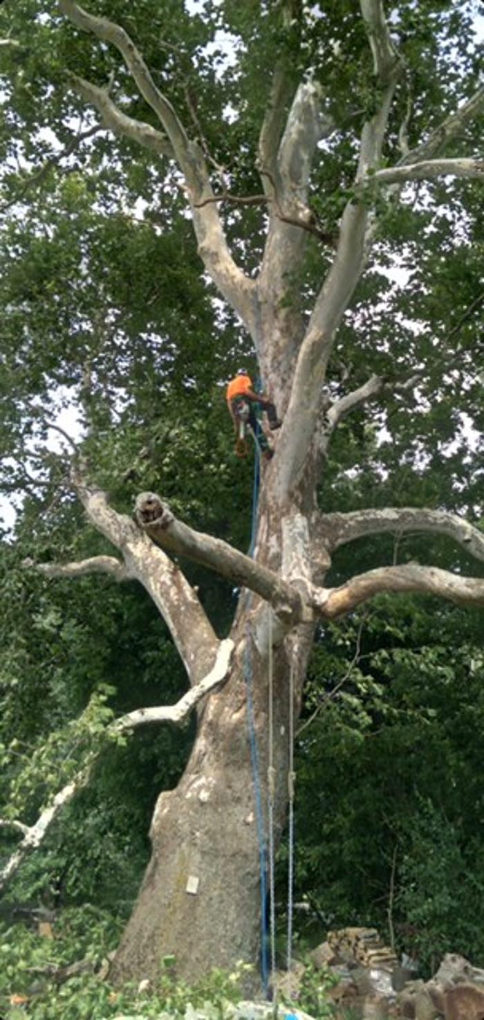 Bolins Tree Service - Benton Harbor, MI