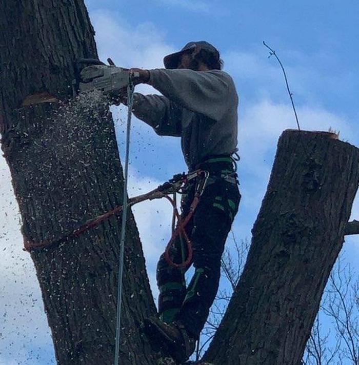 Bolins Tree Service - Benton Harbor, MI