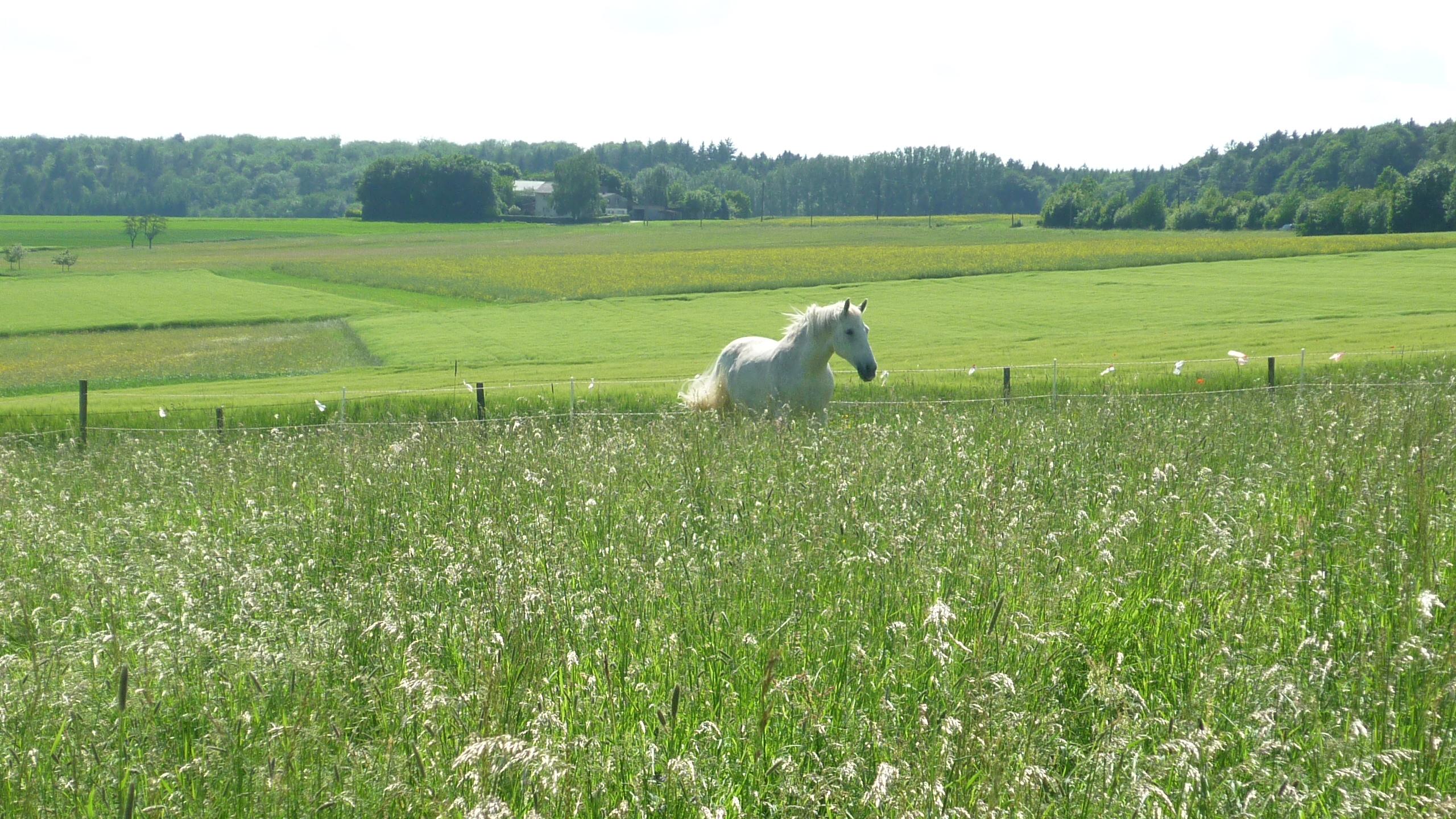 Tierkommunikation Kontakt zur Tierseele in Beltheim