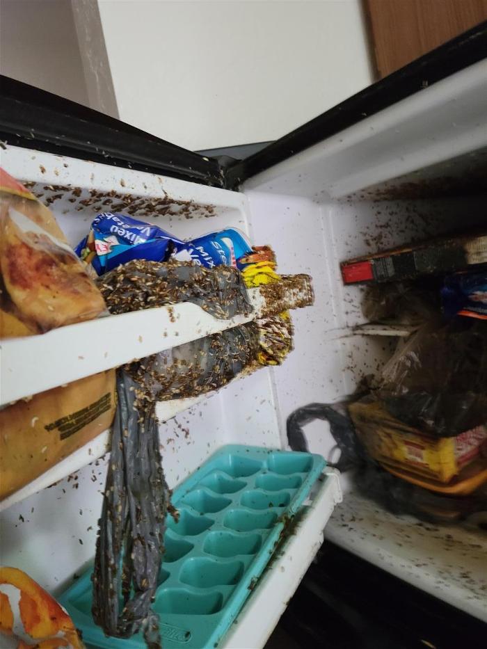 Killer B's Total Pest Control LLC - Waukesha, WI