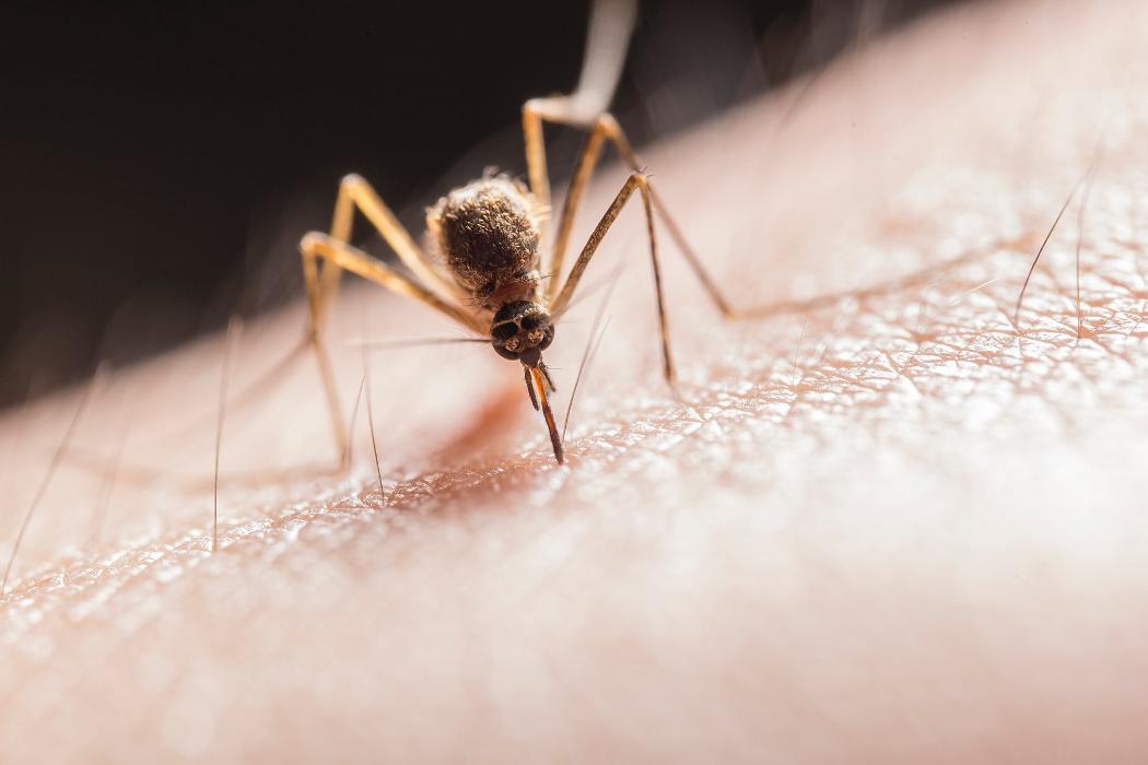 Killer B's Total Pest Control LLC - Waukesha, WI