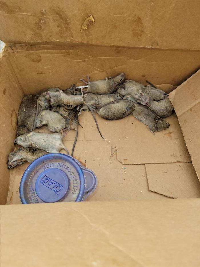 Killer B's Total Pest Control LLC - Waukesha, WI
