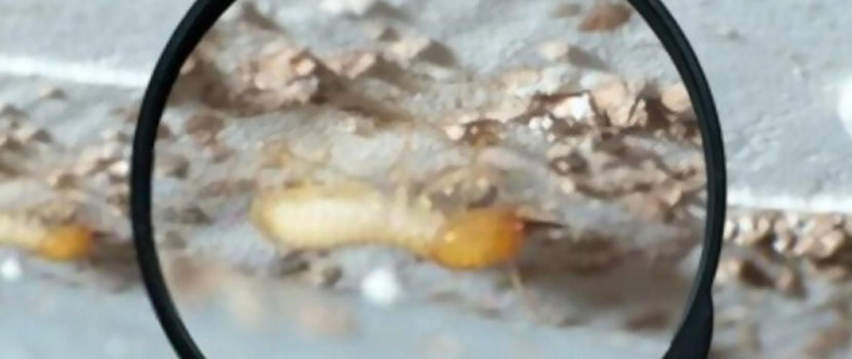 Killer B's Total Pest Control LLC - Waukesha, WI