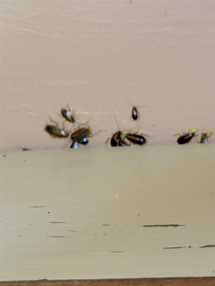 Killer B's Total Pest Control LLC - Waukesha, WI