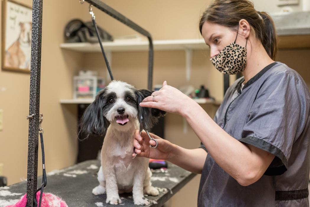The Pet Hospitals