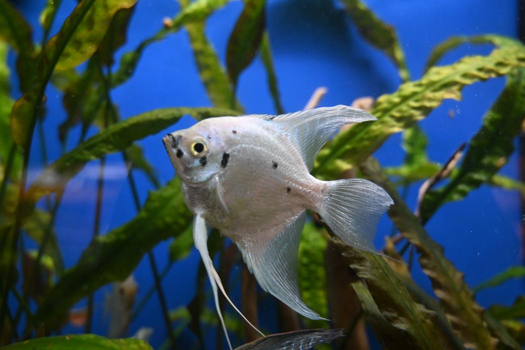 DAS FUTTERHAUS - Stade, Am Steinkamp in Stade