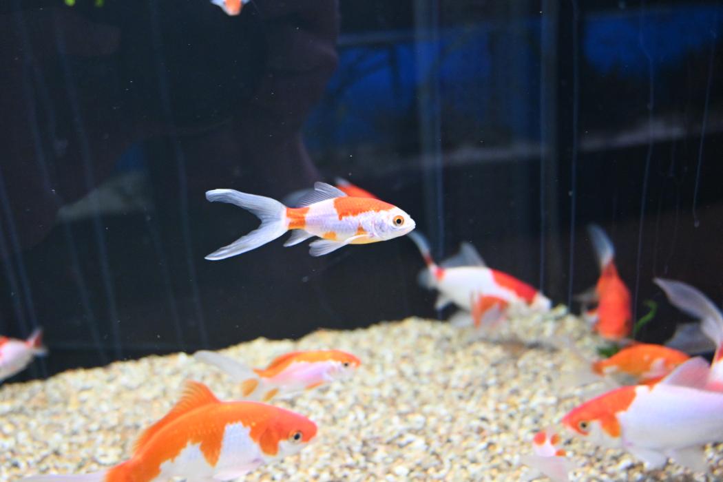 DAS FUTTERHAUS - Stade, Am Steinkamp in Stade