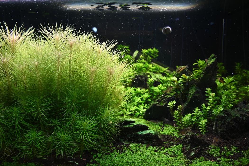 DAS FUTTERHAUS - Stade, Am Steinkamp in Stade