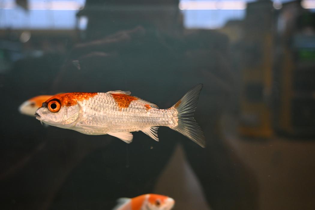 DAS FUTTERHAUS - Stade, Am Steinkamp in Stade