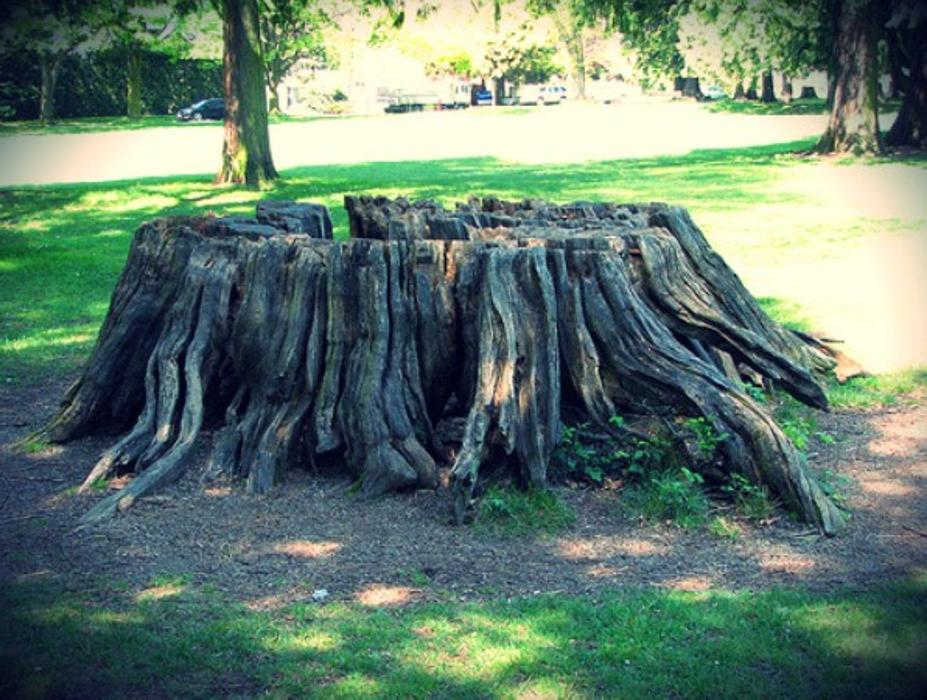 Stump Professionals LLC - Tampa, FL