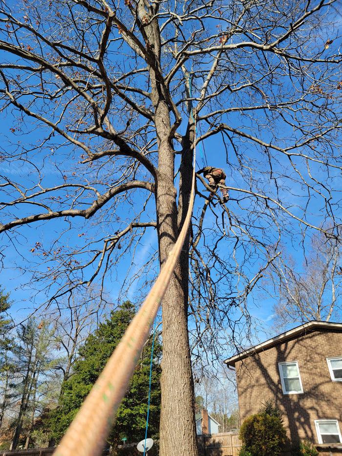 Timberline Tree Service & Landscaping - Morganton, NC