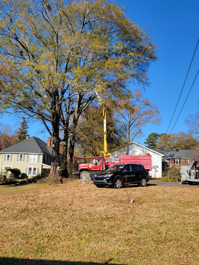 Timberline Tree Service & Landscaping - Morganton, NC
